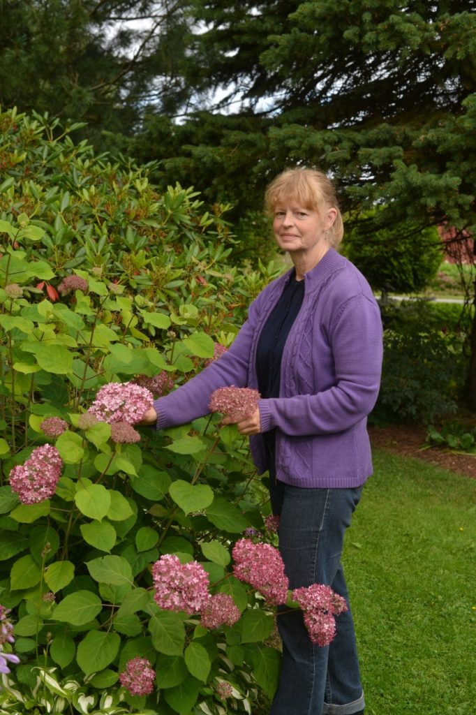 Paula Ojanperä esittelee kukintaansa aloittelevaa pallohortensia Pink Annabellea.