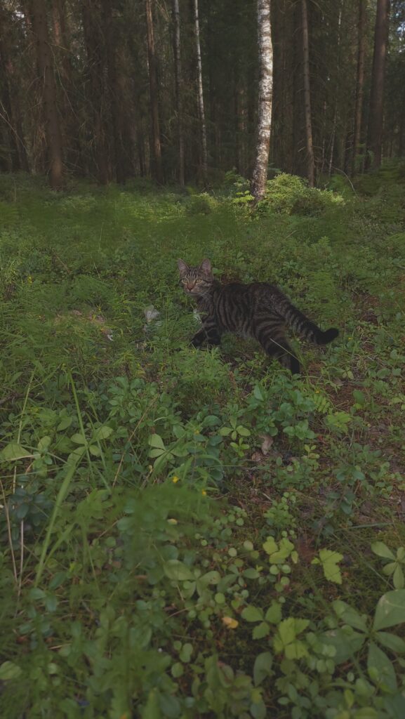 Koiraa pidetään ihmisen parhaana ystävänä, mutta mitäs jos se onkin kissa?