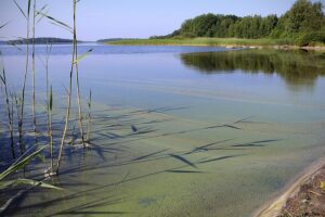 Sinileväkausi on käynnistynyt Lappajärvellä.