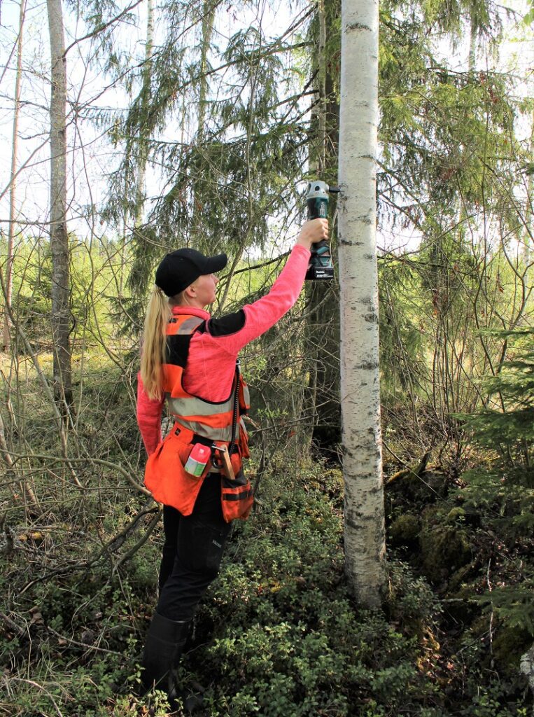 Sanna Lampinen poraa ymppiä varten reiän koivun kylkeen.