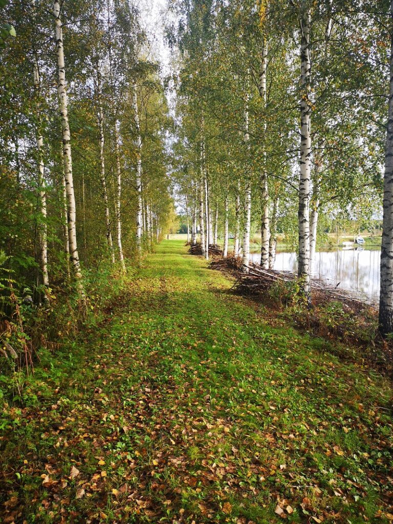 Puut on tarkoitus viedä pois ja ensi kesänä se vasta kaunis näky onkin, kun on vielä siistitty, arvelevat padon penkerettä siistineet Pirjo ja Ilkka Luoma.