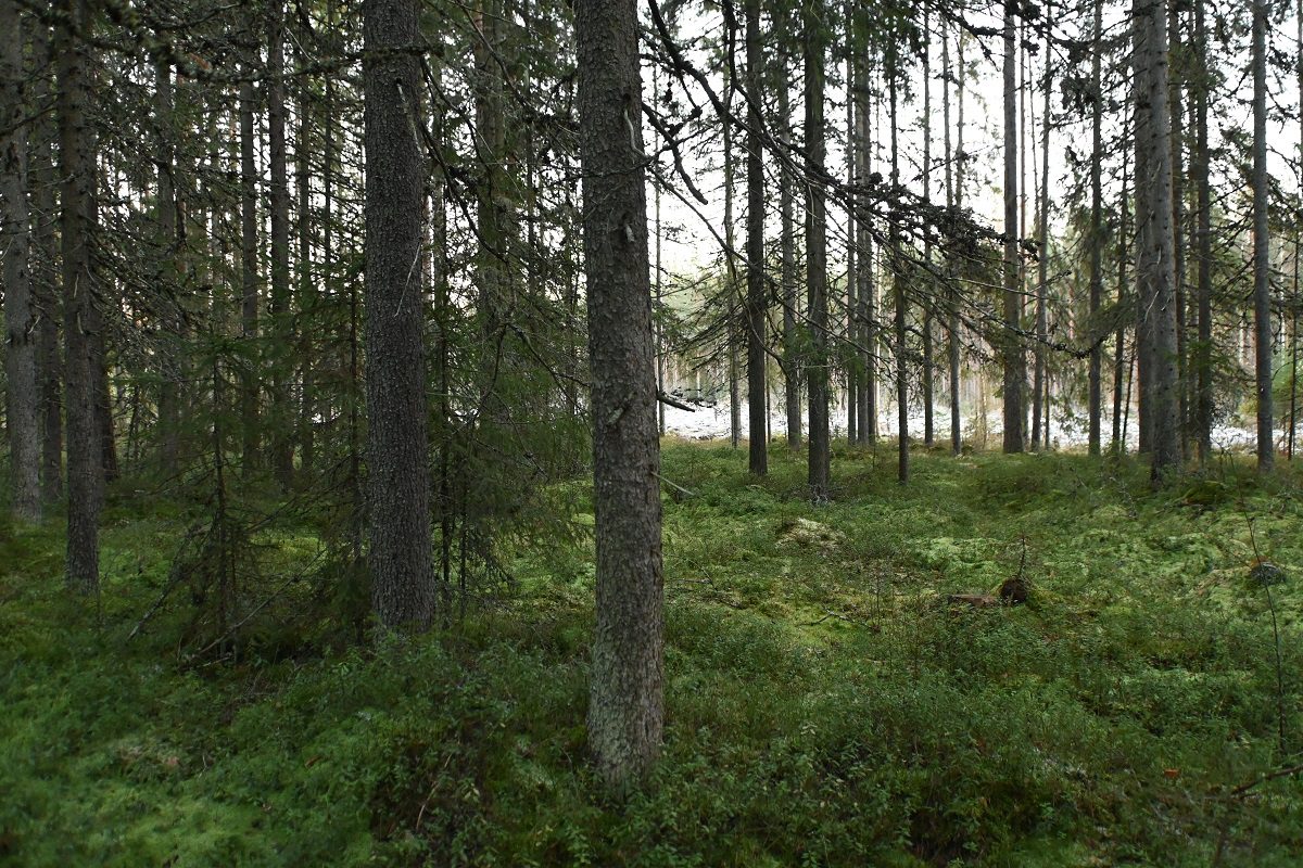 Tutkimusten mukaan luonnon äärellä nukutaan syvemmin, paremmin ja pidempään.