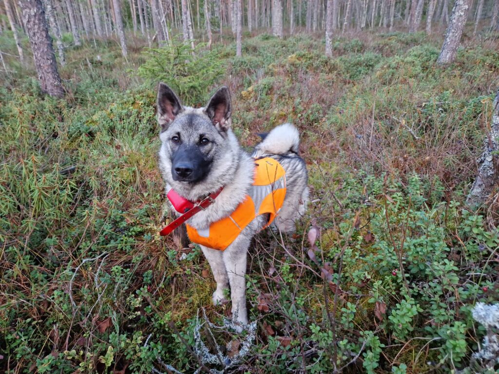 Kuuden kuukauden ikäinen Kuikkalammen Friidu vasta harjoittelee hirvenmetsästyksen alkeita.