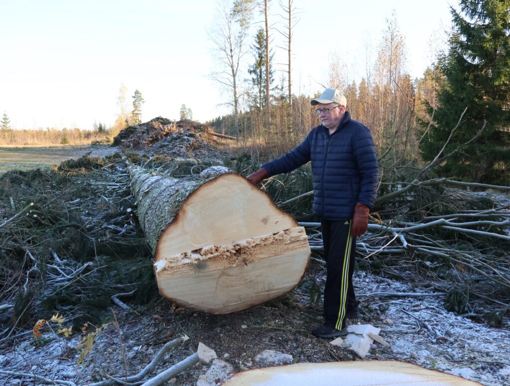 Vuosirenkaiden perusteella kuusen iäksi arvioitiin noin 170 vuotta.