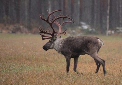 Suurriistan virka-apua annetaan metsästäjien toimesta talkootyönä. Arkistokuva: Eija Pippola.