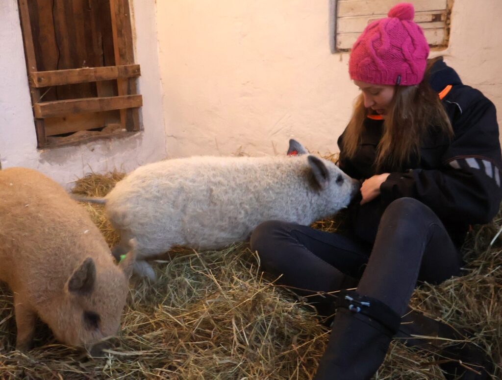 Vieläkö niitä herkkuja on? Villasiat ovat sosiaalisia ja uteliaita.