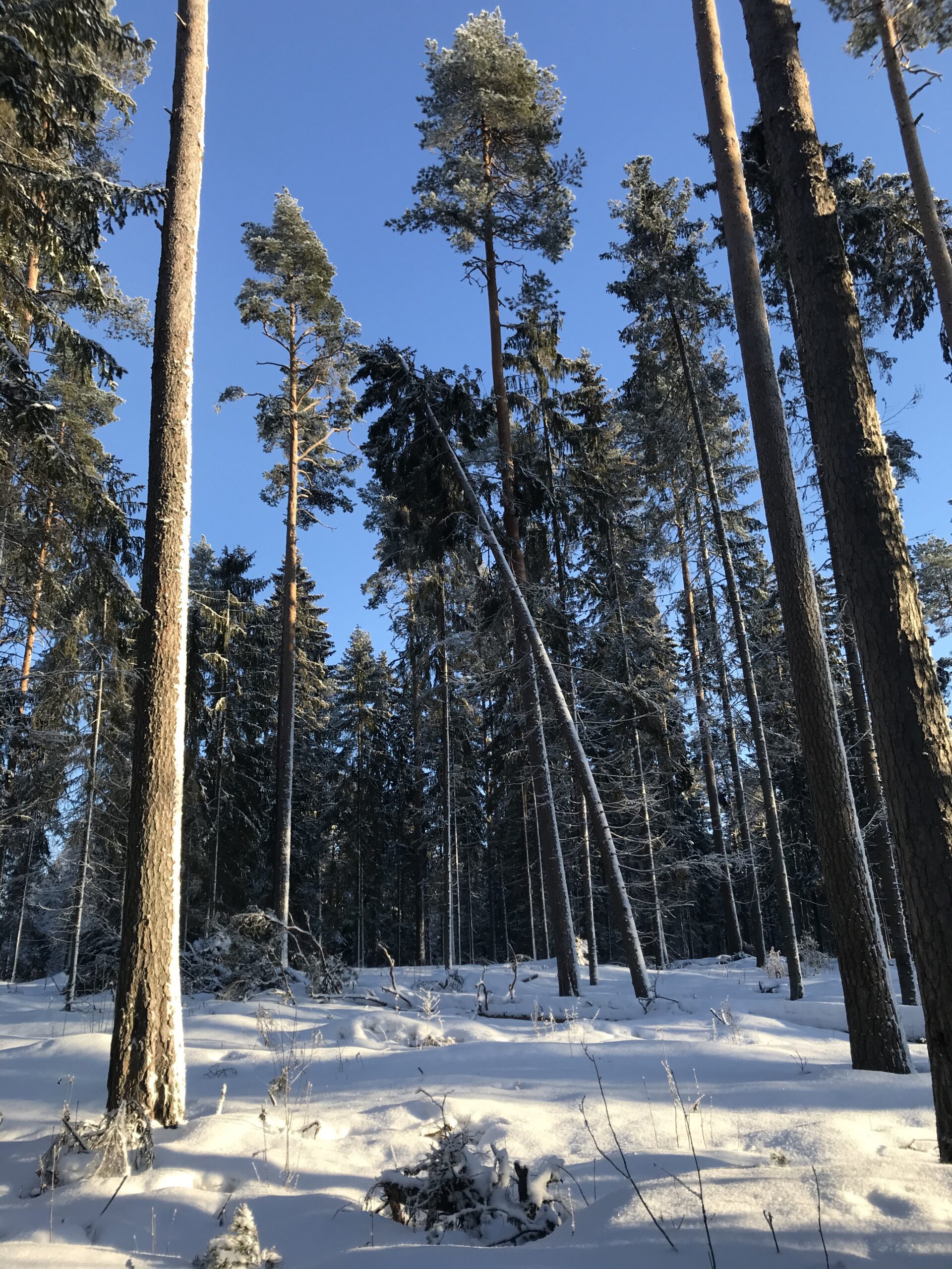 Harvennuksen seurauksena juurivauriot altistavat puut myrskytuhoille.