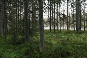 Metsämaan hinta on noussut koko 2000-luvun ajan.