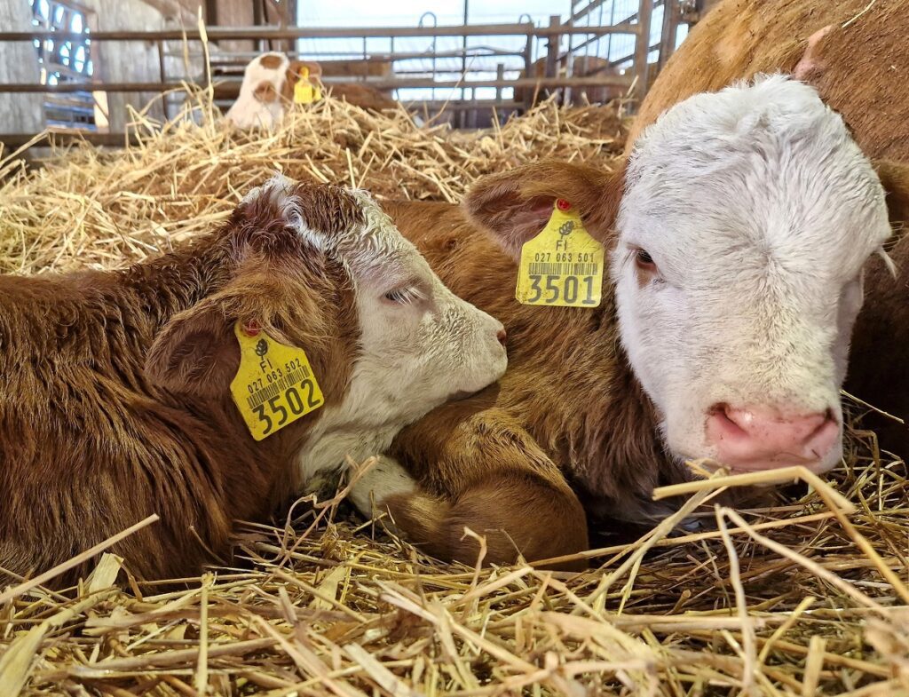 Simmental-rodulla kolmosvasikoiden todennäköisyys on yksi viidestätuhannesta. Näiden söpöliinien syntymä oli siis Normosan tilalla ehkä ainutkertainen tapahtuma. Kuva: Mirva Korpi.