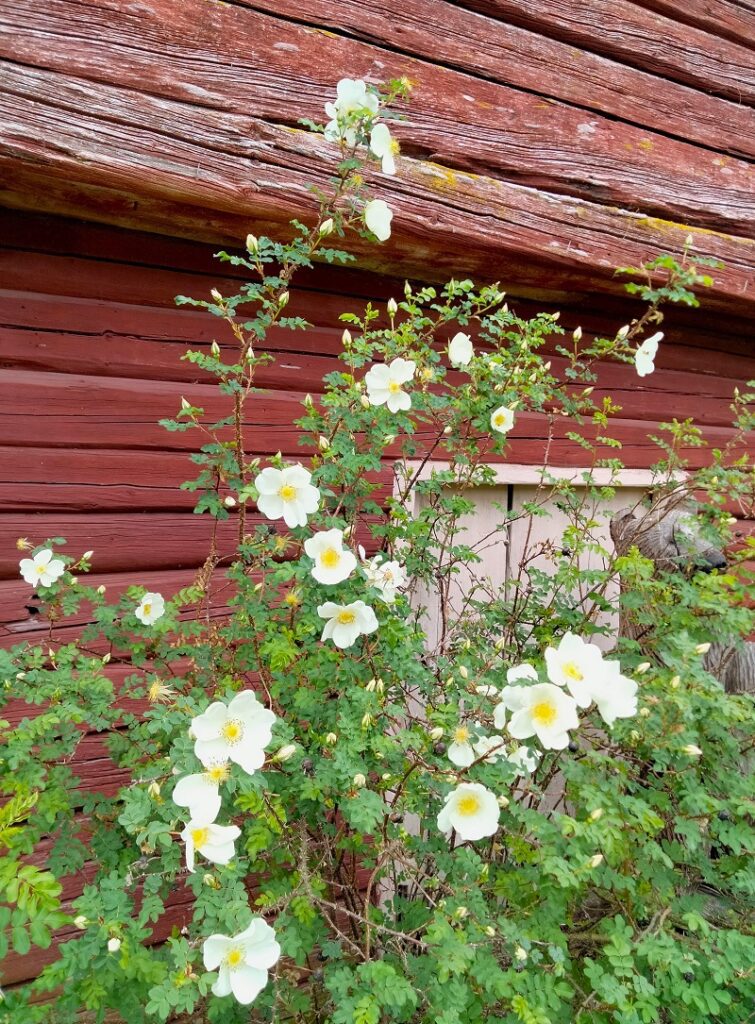 Järviseudun Sanomat toivottaa hyvää juhannusta lukijoiden runojen myötä.