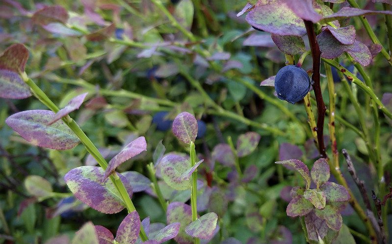 Mustikan raakileet kypsyvät parhaillaan. Raakileita on harvakseltaan ja ne ovat vielä pieniä, joten vielä ei täysin pysty sanoa marjasadon onnistumisesta.