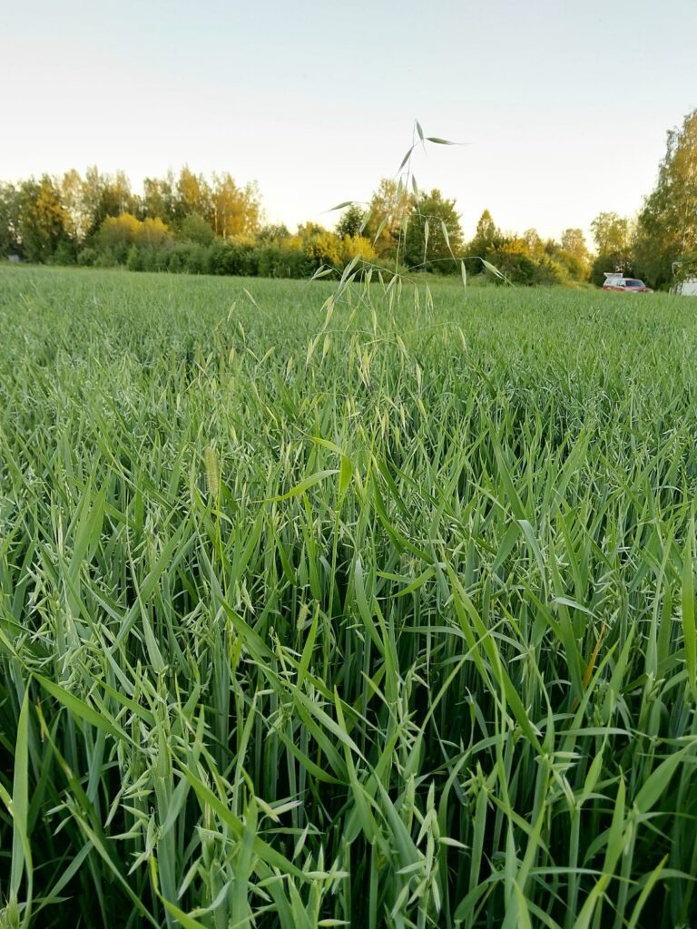 Hukkakaura. Kuva: Juha-Matti Toppari.