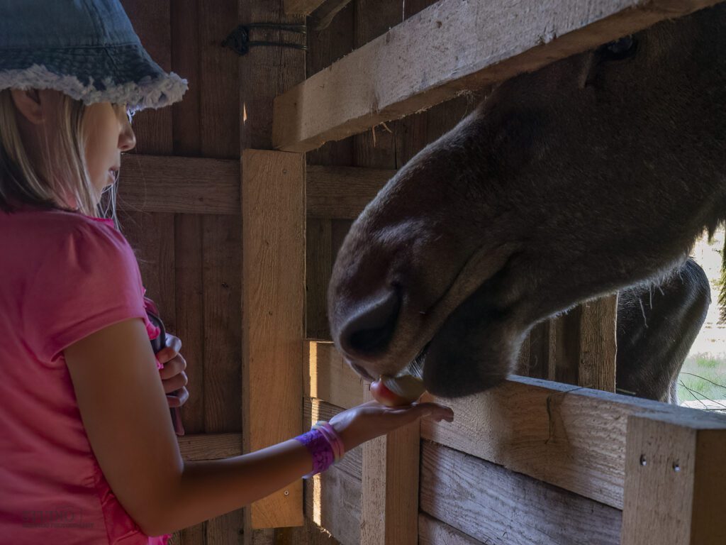 Sesonkiaikaan puistossa keskitytään iltakierrosten lisäksi päivittäisiin eläinopastuksiin, jotka kuuluvat päivälipun hintaan. Eläinopastuksilla moni aikuinenkin oppii uutta ja näkee ehkä tutunkin eläinlajin uusin silmin.