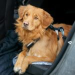 Koira matkustaa autossa turvallisimmin sille sopivassa turvalaitteessa. Kuva: Anne Kylmäoja / Liikenneturva.