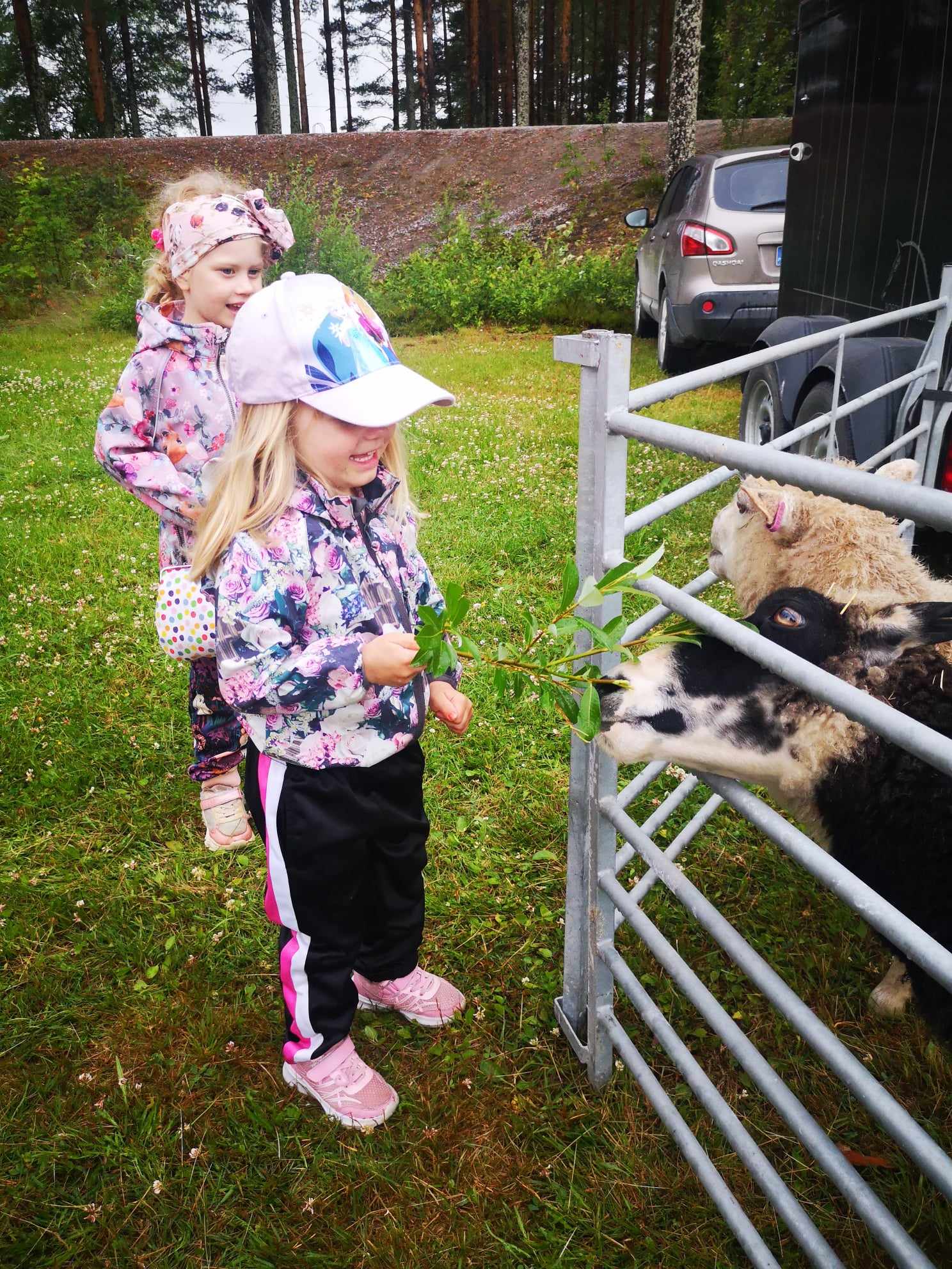 Olivia Louhiranta ruokkii Spiderman-lammasta ja sisko Oona Louhiranta odottaa vuoroaan. Tyttöjen mielestä lampaat ovat ihania ja söpöjä. Niitä on mukava syöttää. Neideillä oli selvät sävelet, sillä lampaiden ruokkimisen jälkeen siirrytään vasikoiden luokse ja sitten kanojen kautta poniratsastukseen.