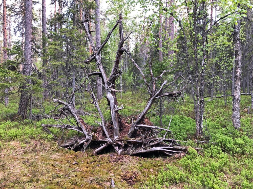 Metsärunoretki järjestetään Lappajärven Eränkävijöiden metsästysmajan läheisyydessä.