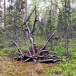 Metsärunoretki järjestetään Lappajärven Eränkävijöiden metsästysmajan läheisyydessä.