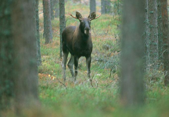 Kuvituskuva arkistosta.