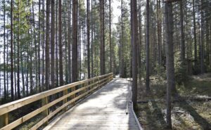 Kyrönsaaren esteetön polku on vielä osittain kesken. Järven takana siintävä metsä on Nykälänniemen pohjoisranta. Oikealla puiden siimeksessä pilkottaa muinaisasumuksen asukkaita suojaava rakennus.