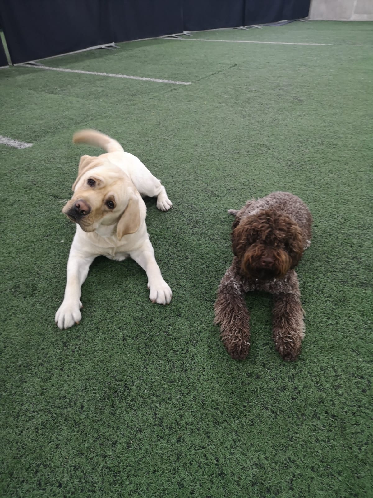 Kennelkerhon nuorisoa tokotreenien tauolla. Reilun yhden vuoden ikäinen labradorinnoutaja Pomo (vas.) seuranaan lagotto Pina (8kk). Kuva: Anu Puustinen. 