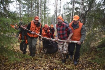 varsinainen hirven metsästysaika alkaa 12.10.2024. Valkohäntäpeurojen metsästys alkoi jo syyskuussa.