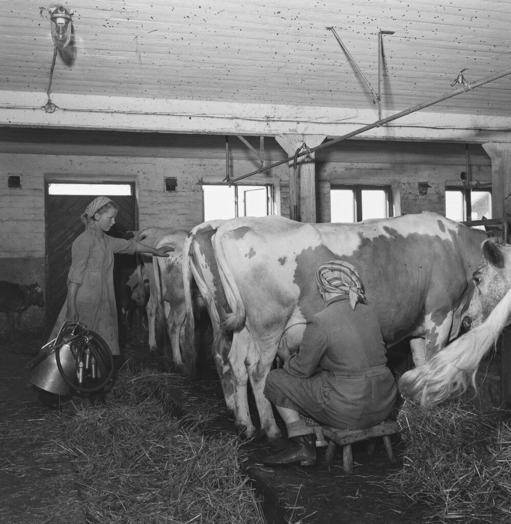 Naiset lypsyllä.Kuva Pekka Kyytinen 1953, Museovirasto.